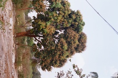 Mangifera indica